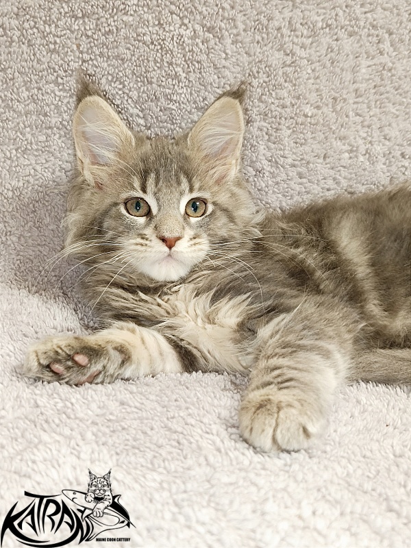 Katran Alisia - Кошеня мейн-кун 2 місяця