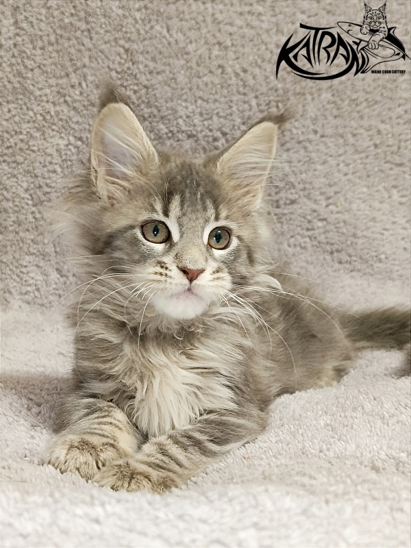 Katran Alisia - Кошеня мейн-кун 2 місяця