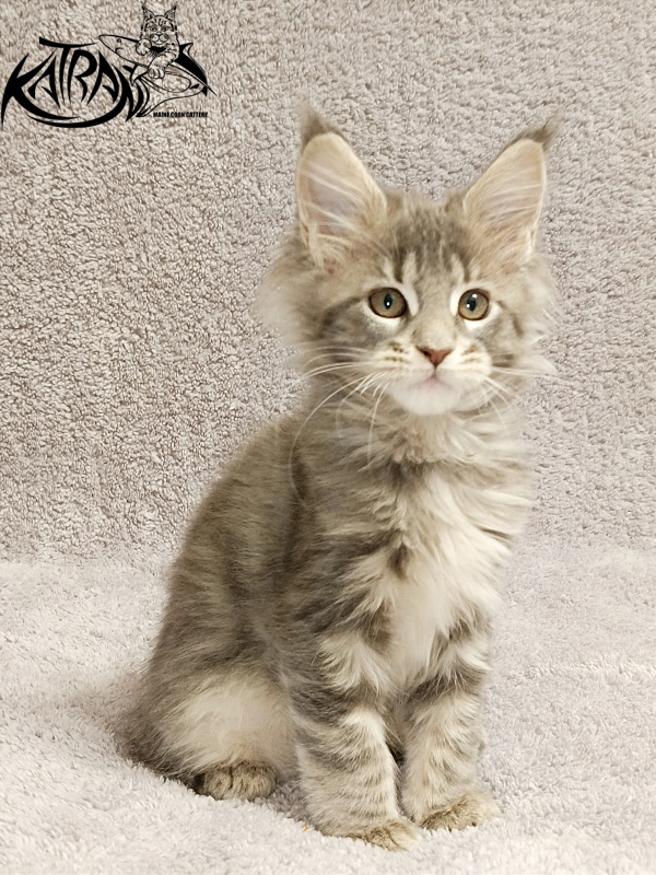 Katran Alisia - Кошеня мейн-кун 2 місяця