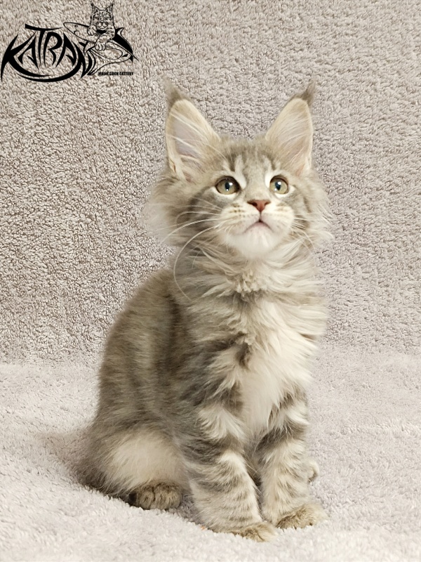 Katran Alisia - Кошеня мейн-кун 2 місяця