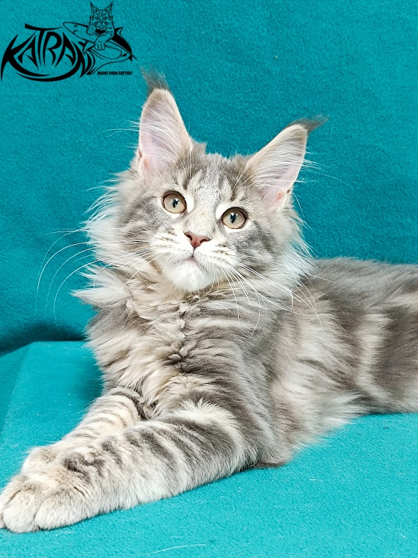 Katran Alisia - Кошеня мейн-кун 3 місяця