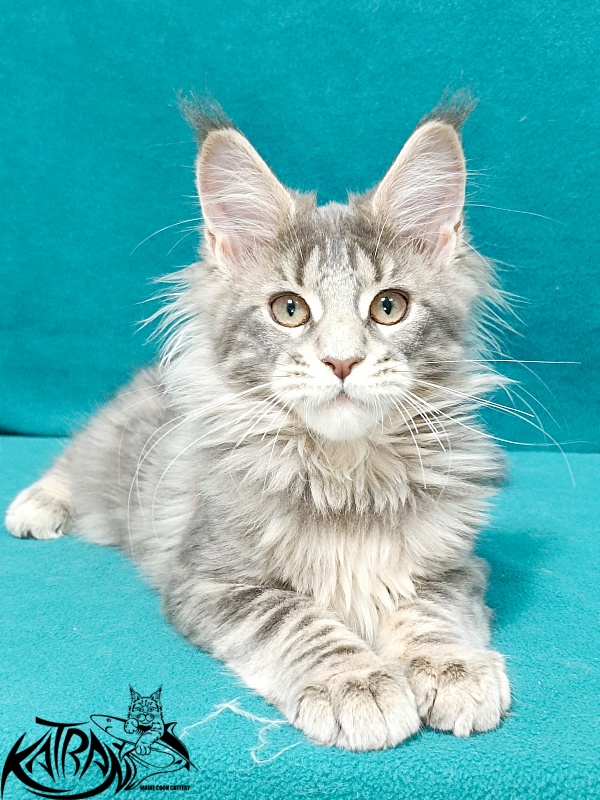 Katran Alisia - Кошеня мейн-кун 3 місяця