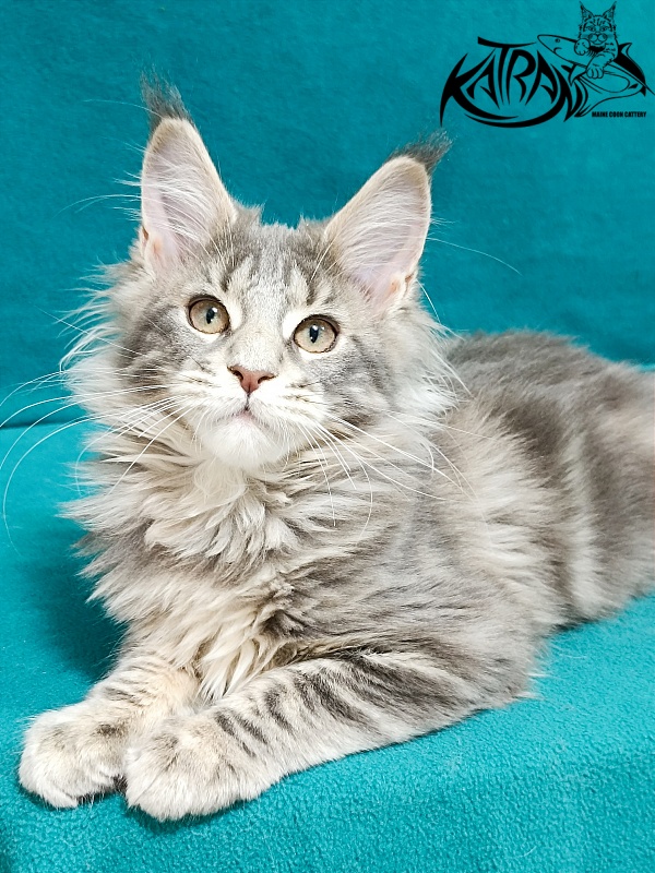 Katran Alisia - Кошеня мейн-кун 3 місяця
