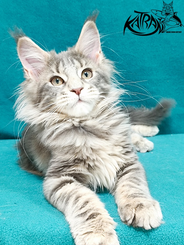 Katran Alisia - Кошеня мейн-кун 3 місяця