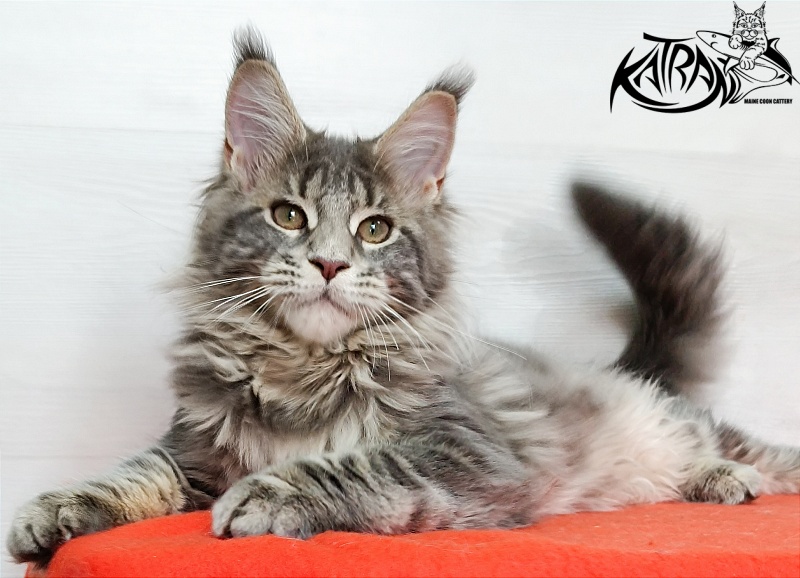 Katran Alisia - Кошеня мейн-кун 4 місяця