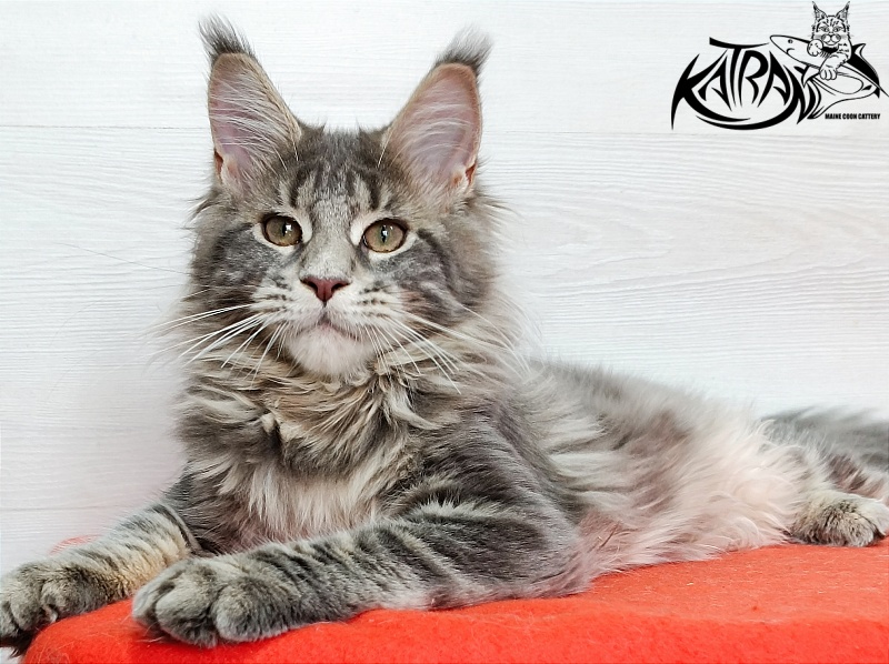 Katran Alisia - Кошеня мейн-кун 4 місяця