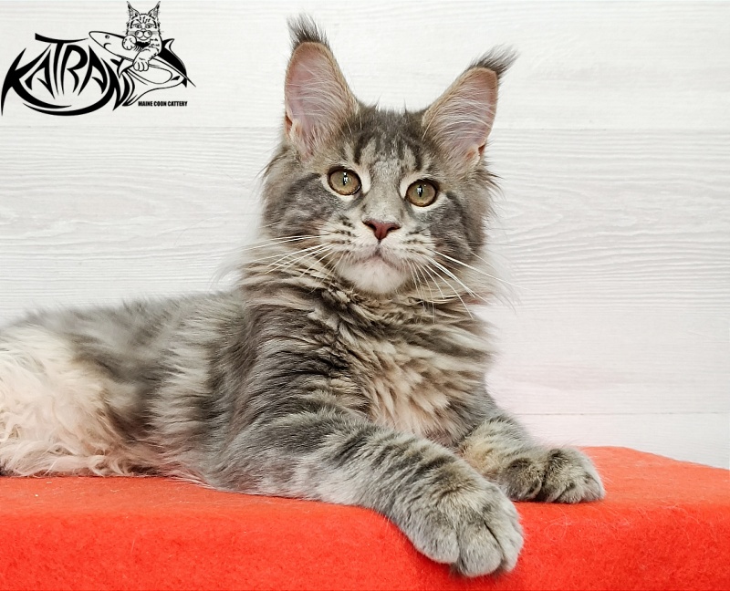 Katran Alisia - Кошеня мейн-кун 4 місяця