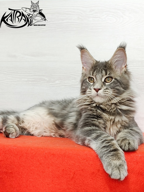 Katran Alisia - Кошеня мейн-кун 4 місяця