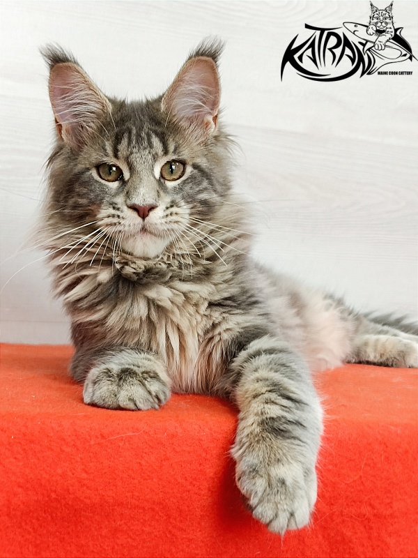 Katran Alisia - Кошеня мейн-кун 4 місяця