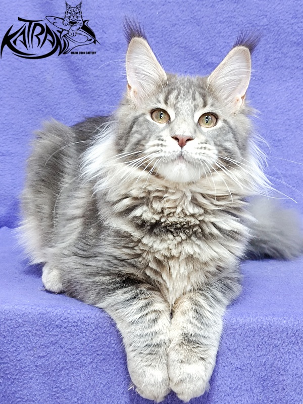 Katran Alisia - Кошеня мейн-кун 4 місяця 3,5 тижні