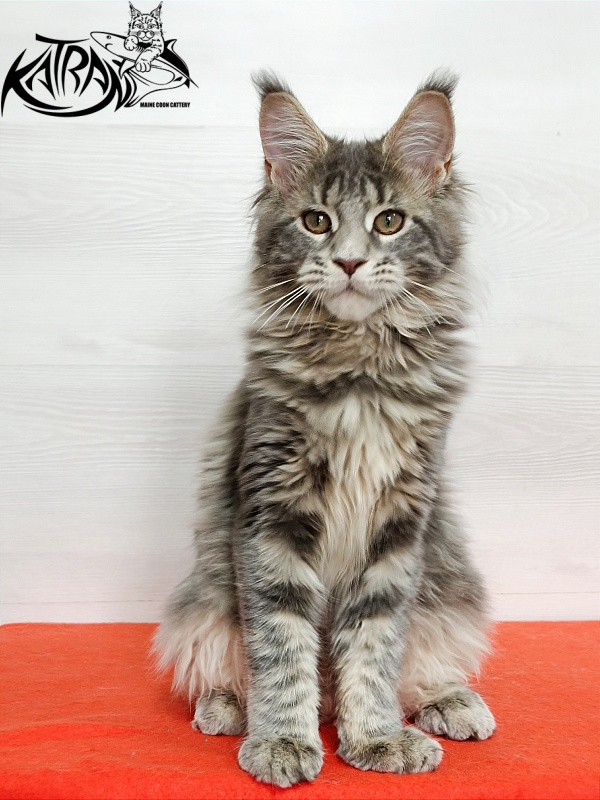 Katran Alisia - Кошеня мейн-кун 4 місяця