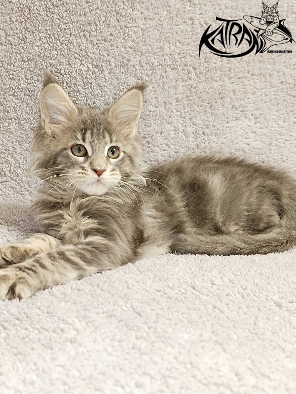 Katran Alisia - Кошеня мейн-кун 2 місяця