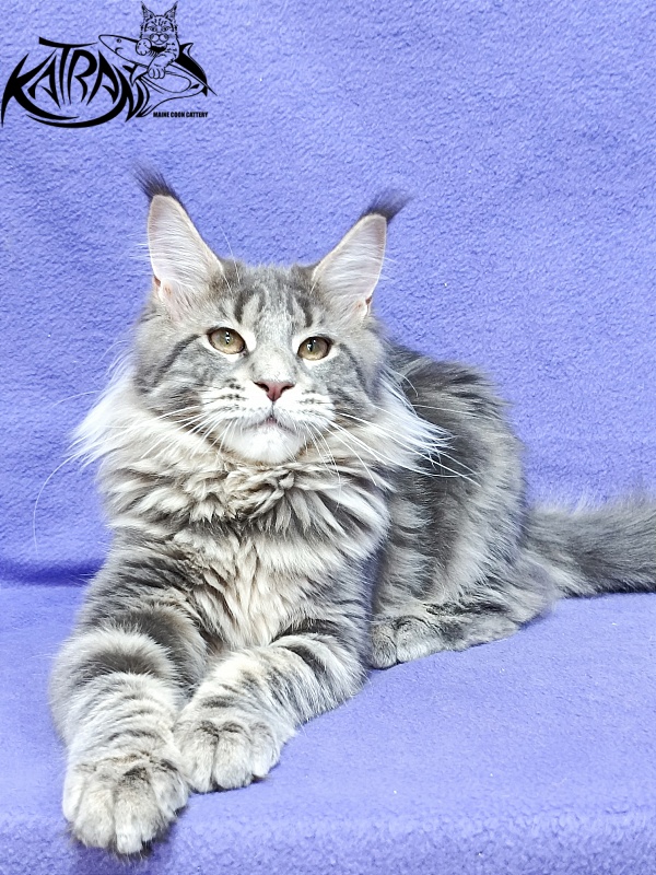 Katran Alisia - Кошеня мейн-кун 4 місяця 3,5 тижні