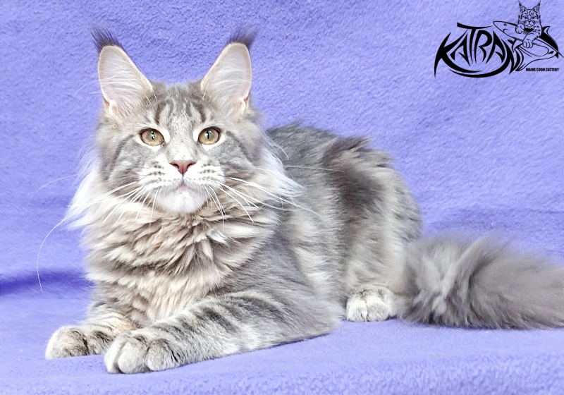 Katran Alisia - Кошеня мейн-кун 4 місяця 3,5 тижні