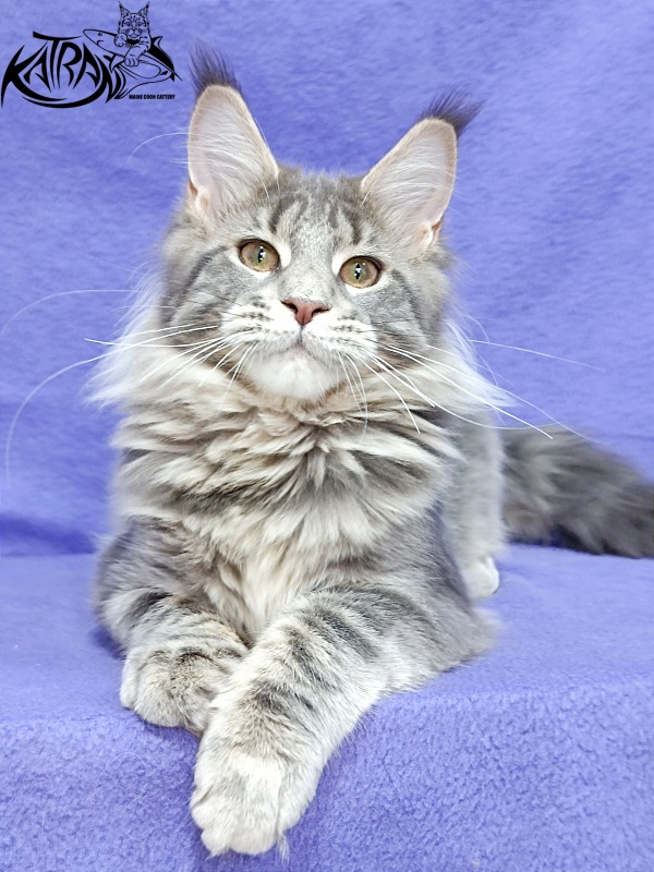 Katran Alisia - Кошеня мейн-кун 4 місяця 3,5 тижні