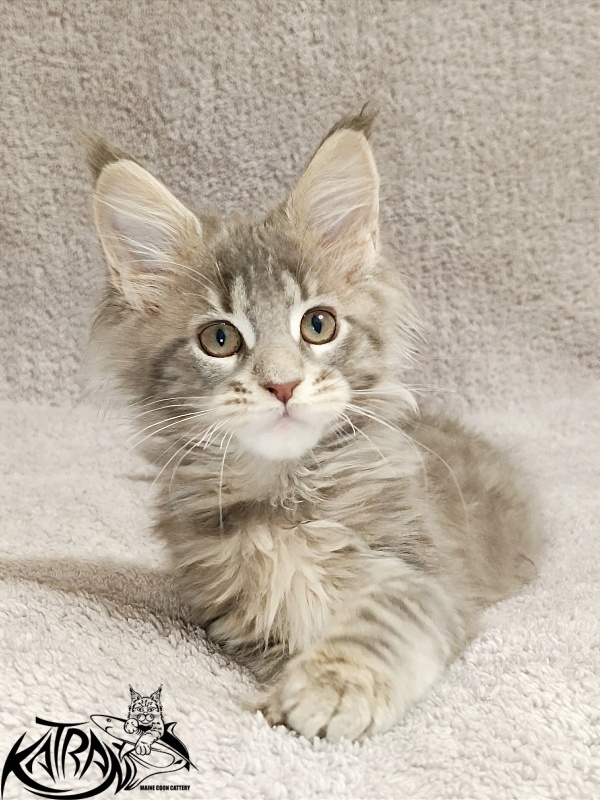Katran Alisia - Кошеня мейн-кун 2 місяця