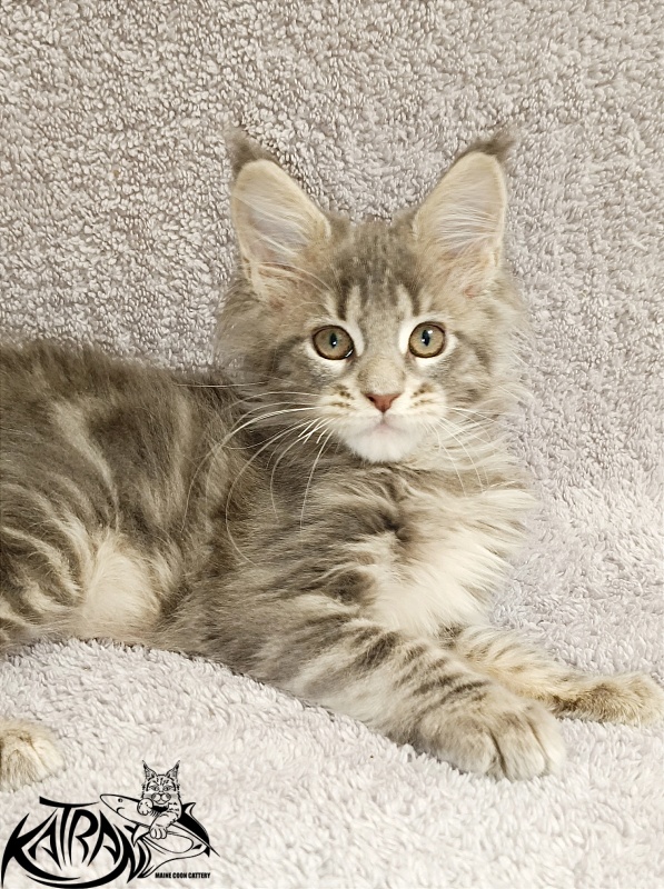 Katran Alisia - Кошеня мейн-кун 2 місяця