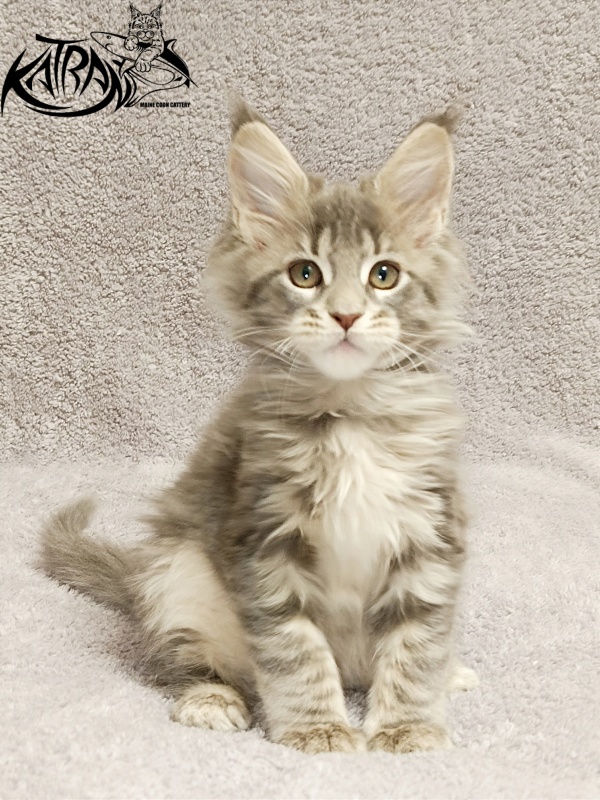 Katran Alisia - Кошеня мейн-кун 2 місяця