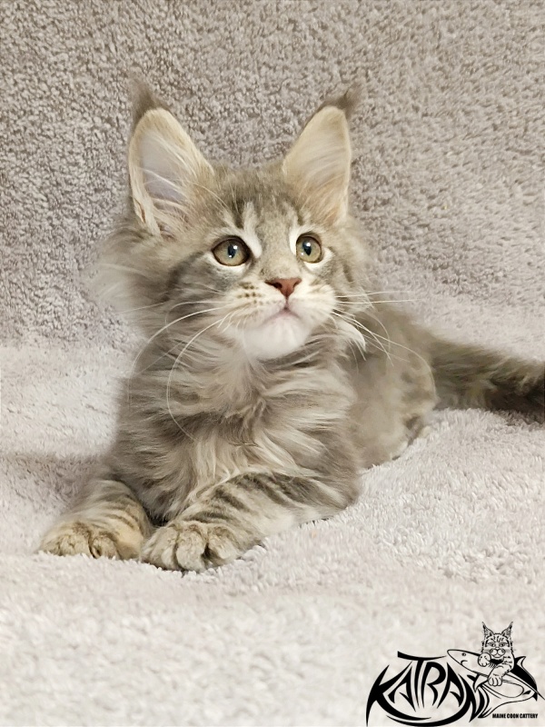 Katran Alisia - Кошеня мейн-кун 2 місяця