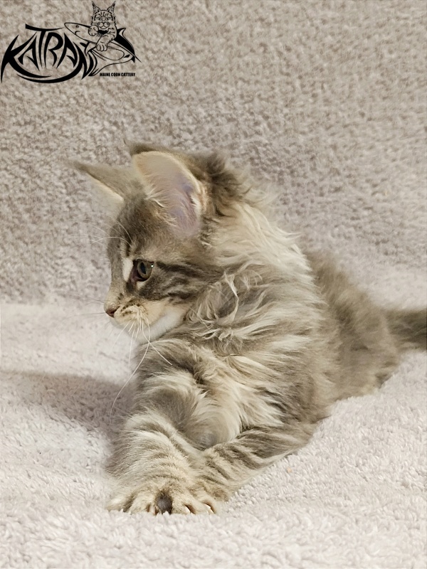 Katran Alisia - Кошеня мейн-кун 2 місяця