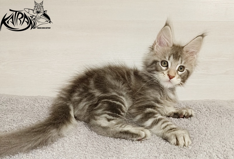 Katran Ajax - Кошеня мейн-кун 2 місяця