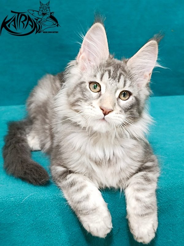 Katran Ajax - Кошеня мейн-кун 3 місяця