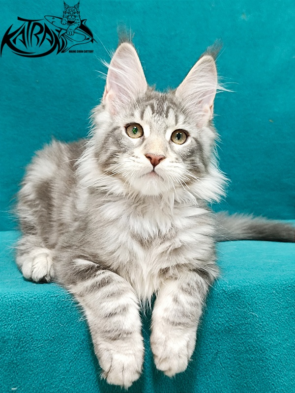 Katran Ajax - Кошеня мейн-кун 3 місяця