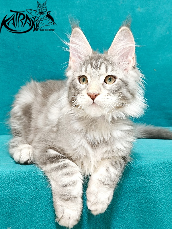 Katran Ajax - Кошеня мейн-кун 3 місяця