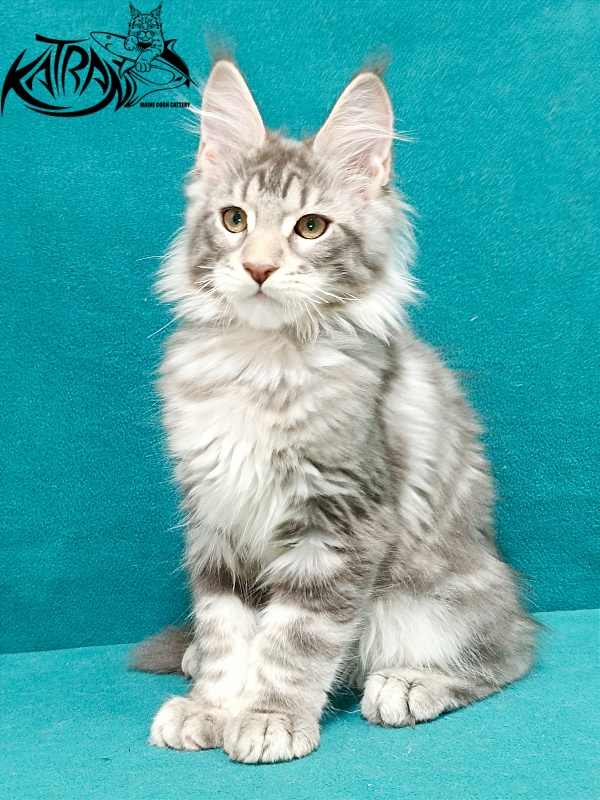 Katran Ajax - Кошеня мейн-кун 3 місяця