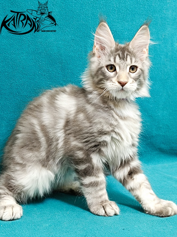 Katran Ajax - Кошеня мейн-кун 3 місяця