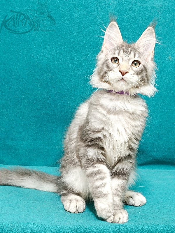 Katran Ajax - Кошеня мейн-кун 3 місяця