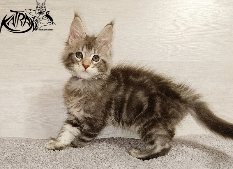 Katran Ajax - Кошеня мейн-кун 2 місяця