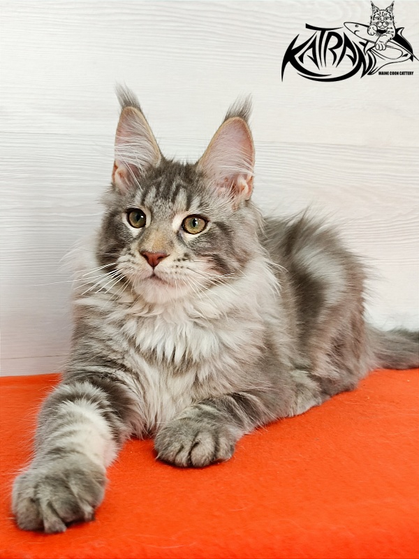 Katran Ajax - Кошеня мейн-кун 4 місяця