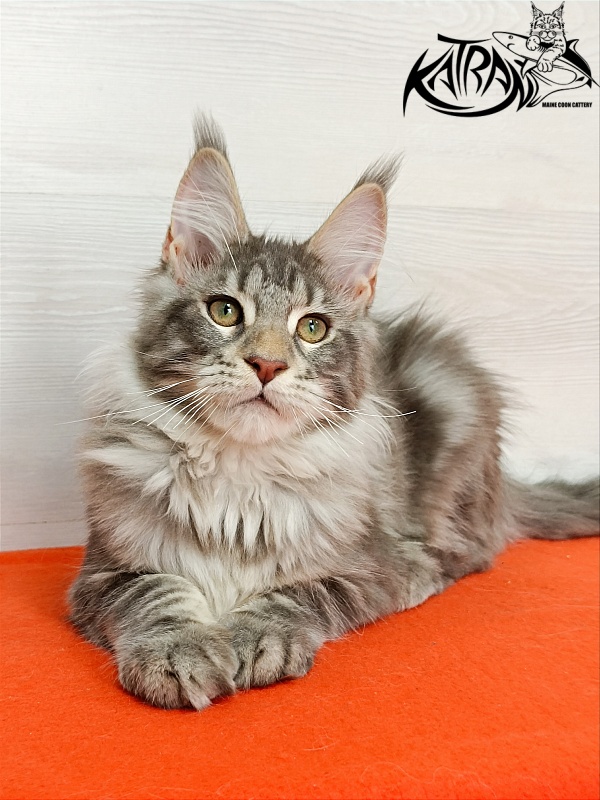 Katran Ajax - Кошеня мейн-кун 4 місяця