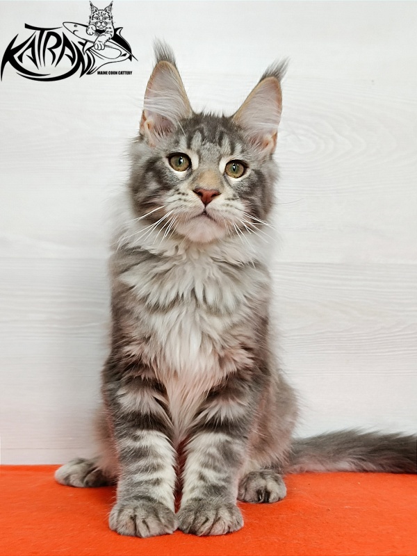 Katran Ajax - Кошеня мейн-кун 4 місяця