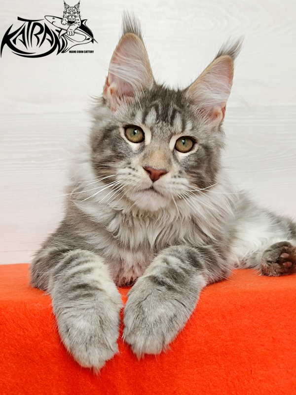 Katran Ajax - Кошеня мейн-кун 4 місяця