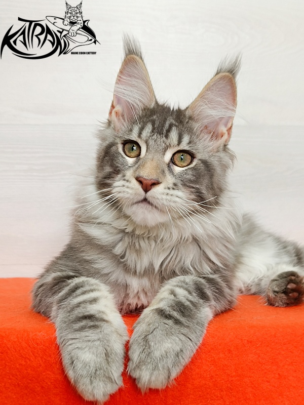 Katran Ajax - Кошеня мейн-кун 4 місяця