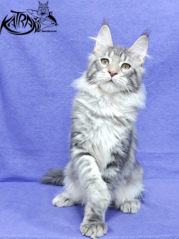 Katran Ajax - Кошеня мейн-кун 4 місяця 3,5 тижні