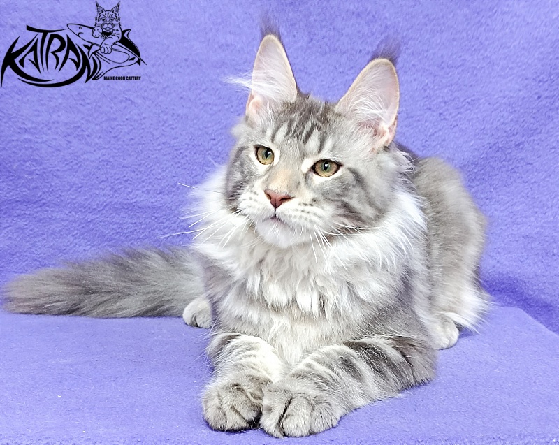 Katran Ajax - Кошеня мейн-кун 4 місяця 3,5 тижні