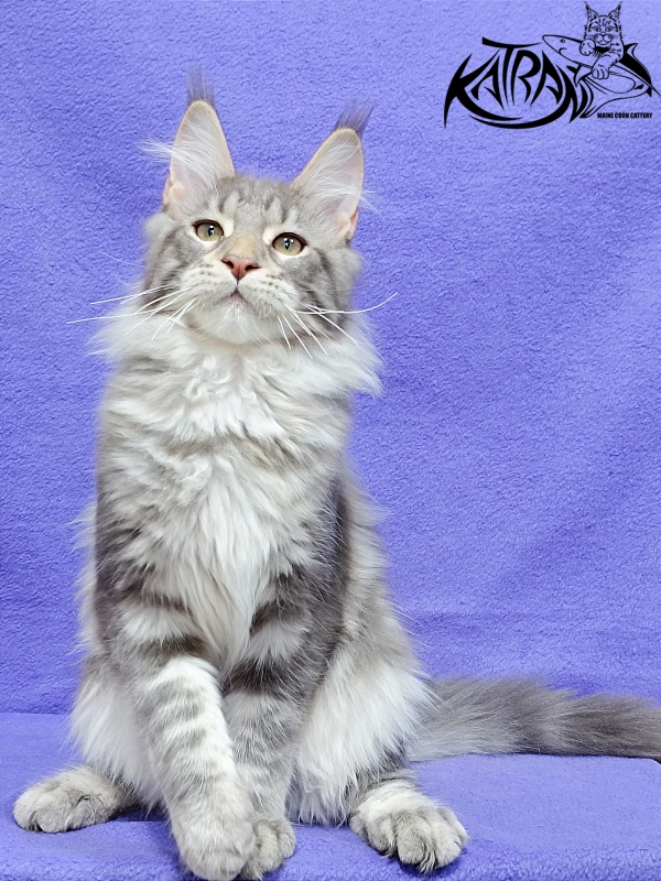 Katran Ajax - Кошеня мейн-кун 4 місяця 3,5 тижні