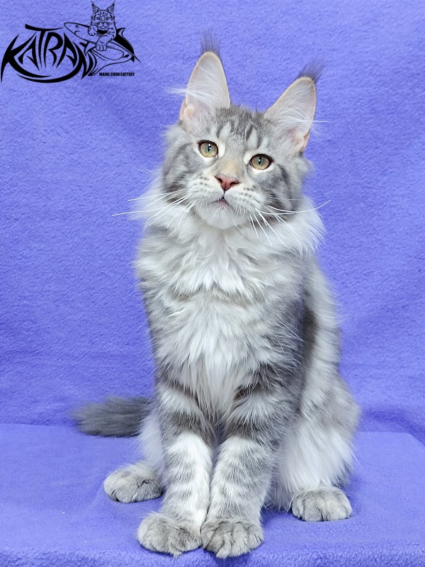 Katran Ajax - Кошеня мейн-кун 4 місяця 3,5 тижні