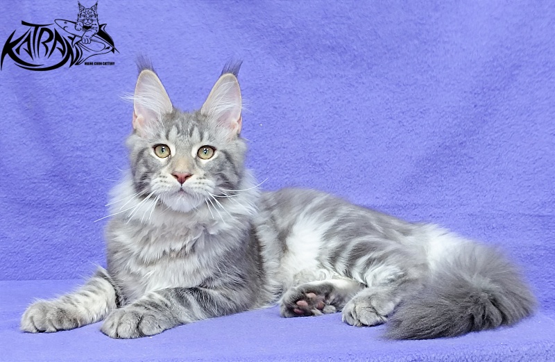 Katran Ajax - Кошеня мейн-кун 4 місяця 3,5 тижні