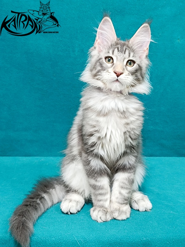 Katran Ajax - Кошеня мейн-кун 3 місяця