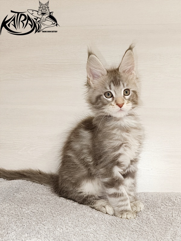 Katran Ajax - Кошеня мейн-кун 2 місяця