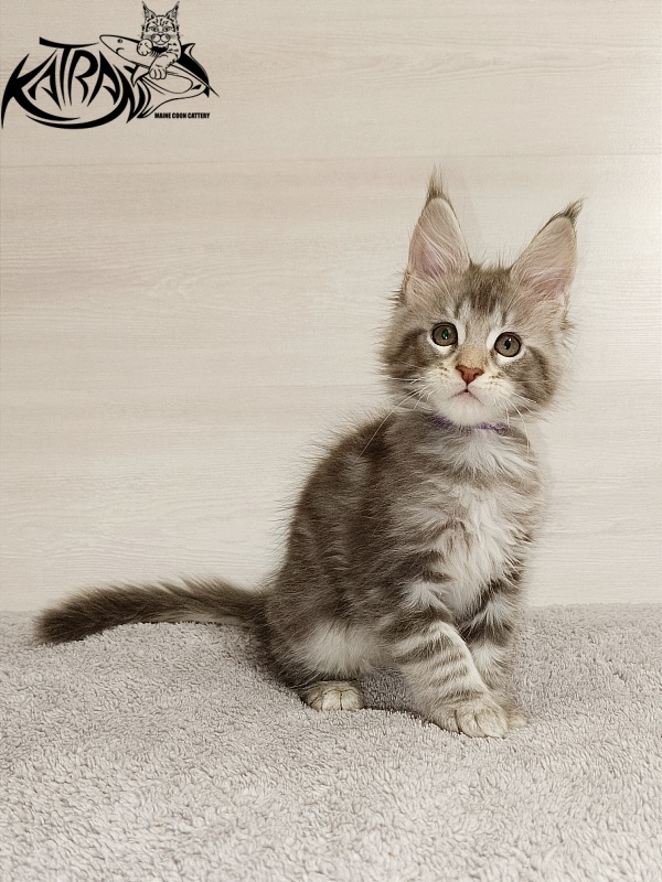 Katran Ajax - Кошеня мейн-кун 2 місяця