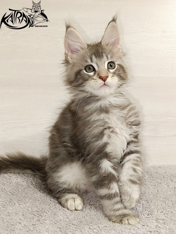 Katran Ajax - Кошеня мейн-кун 2 місяця