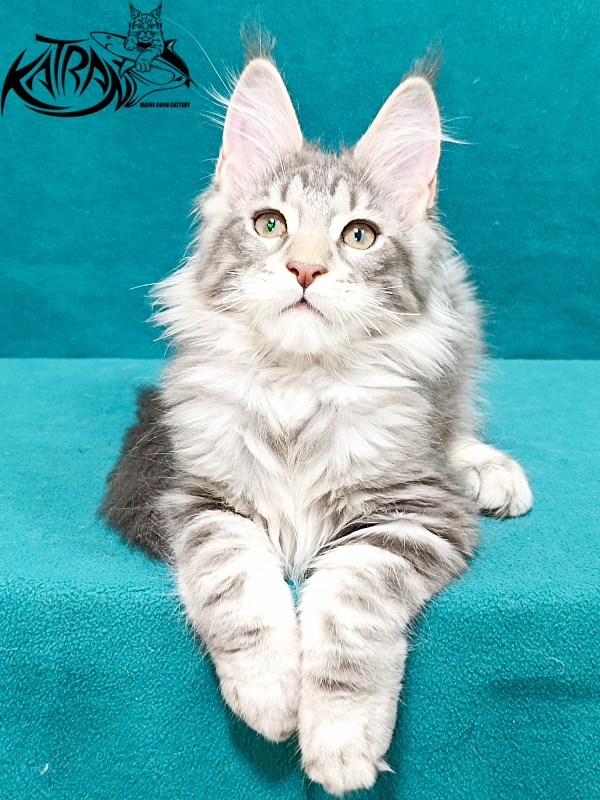 Katran Ajax - Кошеня мейн-кун 3 місяця