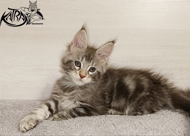 Katran Ajax - Кошеня мейн-кун 2 місяця