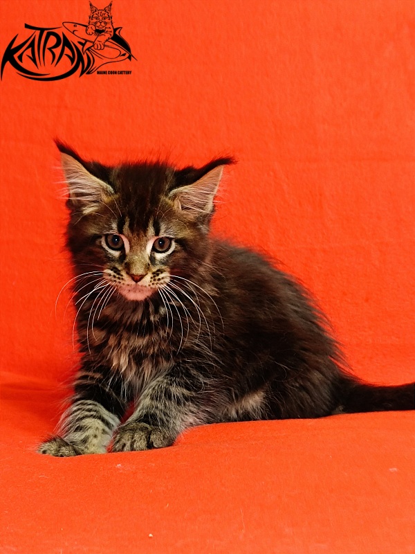 Katran Baxley - Кошеня мейн-кун 2,5 місяця