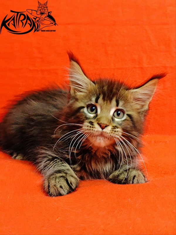 Katran Baxley - Кошеня мейн-кун 2,5 місяця